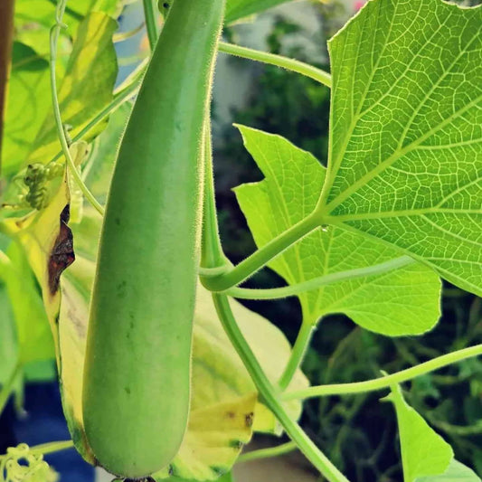 ヒョウタン野菜の種子