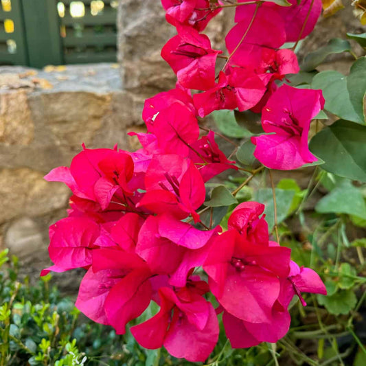 Pink Bougainvillea Flower Seeds