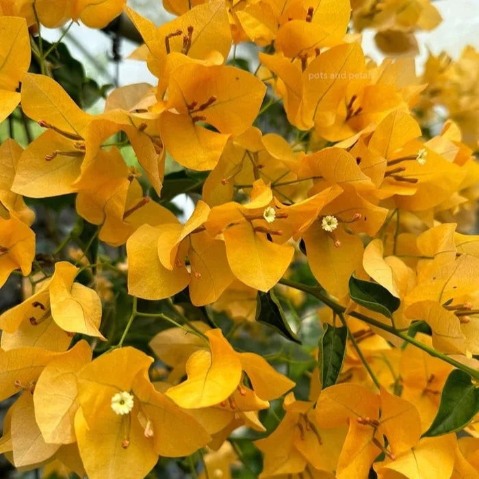Bougainvillea Gelb-Lila Blütensamen zum Pflanzen – Kompakter Wuchs, Erbstücksamen & GVO-freie Samen für den Hausgarten