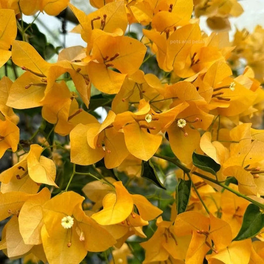 Bougainvillea Gelb-Lila Blütensamen zum Pflanzen – Kompakter Wuchs, Erbstücksamen & GVO-freie Samen für den Hausgarten