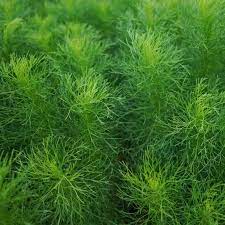Bouquet Dill (Anethum graveolens) Herb & Flower Seeds