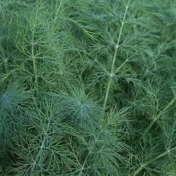 Bouquet Dill (Anethum graveolens) Herb & Flower Seeds