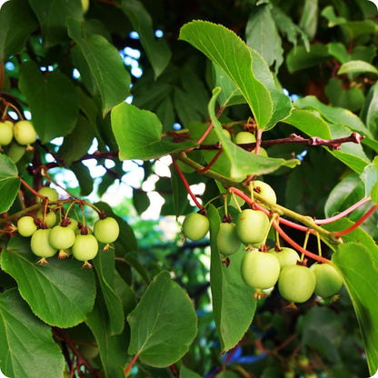Bower Kiwi Vine Actinidia Arguta Seeds heirloom non-gmo organic garden seeds