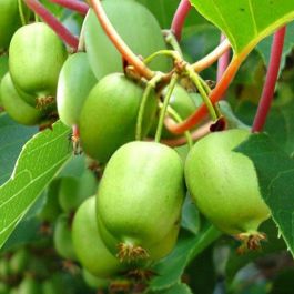 Bower Kiwi Vine (Actinidia arguta) Seeds