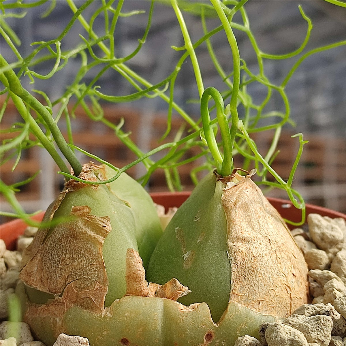 Bowiea Volubilis Plant Seeds