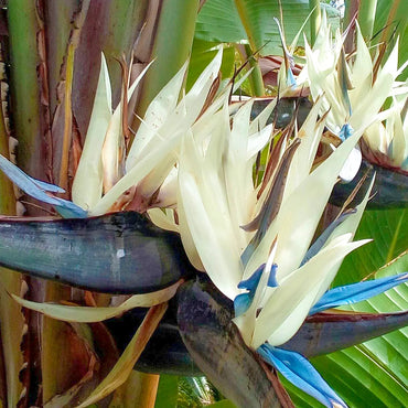 Strelitzia Nicolai Flower Seeds