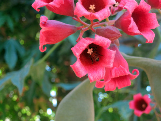 Brachychiton Acerifolius Flower seeds for Planting Easy to Grow Heirloom & GMO Free Seeds for Home Garden
