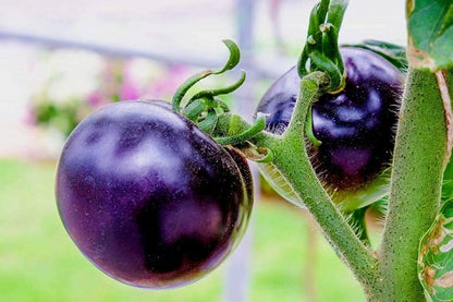 Brandywine Purple Tomato Seeds – Heirloom Tomatoes For Rich, Flavorful Harvests heirloom non-gmo organic garden seeds