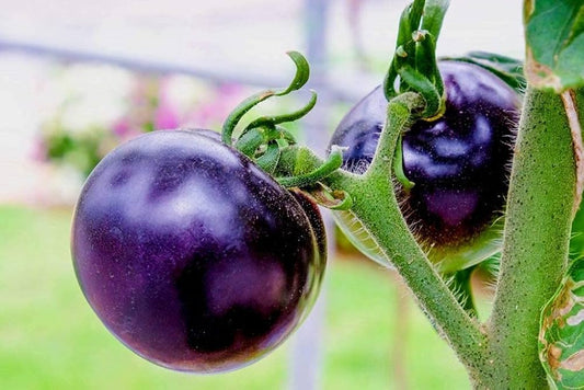 Brandywine Purple Tomato Seeds – Heirloom Tomatoes For Rich, Flavorful Harvests heirloom non-gmo organic garden seeds