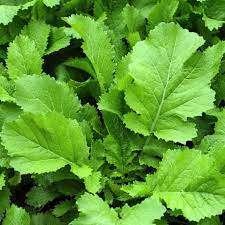 Florida Broadleaf Mustard (Brassica juncea) Herb & Vegetable Seeds