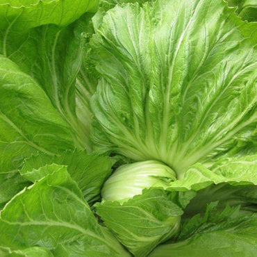 Chinese Mustard Brassica juncea Seeds for Planting in Vegetable Patch and Herb Garden
