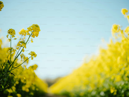Southern Giant Curled Mustard (Ostrich Plume Brassica Juncea) Vegetable Herb Seeds