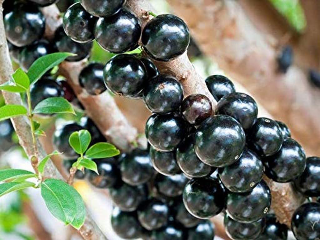 Brazilian Grape Tree Seeds – Jabuticaba Bonsai Fruit Plant heirloom non-gmo organic garden seeds