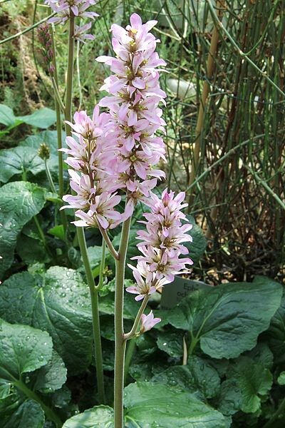 Bridal Wreath Francoa Appendiculata White & Pink Flower Seeds For Part Shade heirloom non-gmo organic garden seeds