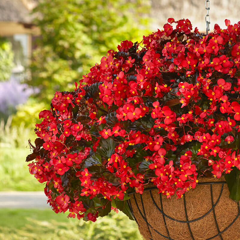 Bright Begonia Plant Seeds for Planting  Colorful Garden Blooms