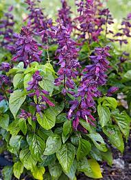 Bright Purple Salvia Splendens (Scarlet Sage) Flower Seeds