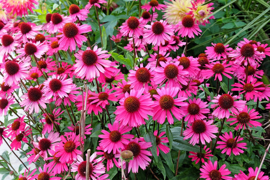 Bright Star Coneflower Echinacea Purpurea Lavender Bright Rose Pink Flower Seeds heirloom non-gmo organic garden seeds