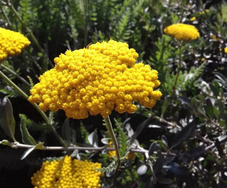 Bright Yellow Yarrow Seeds for Planting  Vibrant Garden Blooms