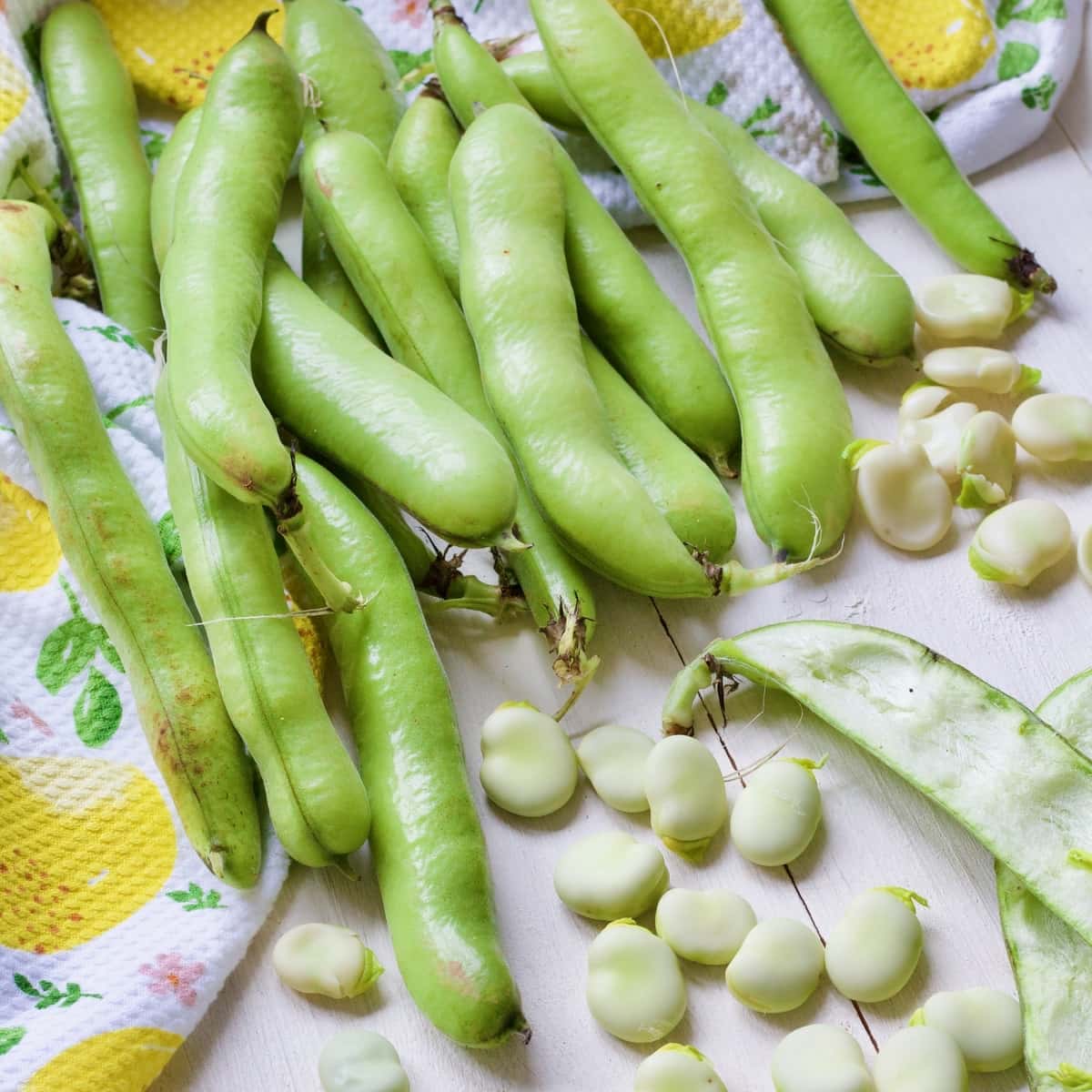 Broad Tripoli Bean Seeds Ã¢Â‚¬Â€Œ Premium Quality For Successful Planting heirloom non-gmo organic garden seeds