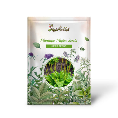 Plantago Major Seeds for Easy Planting - Green Variety