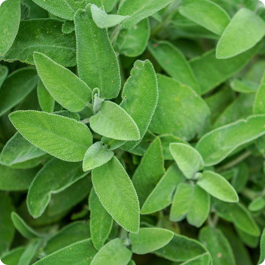 Broadleaf Sage Seeds Salvia Officinalis heirloom non-gmo organic garden seeds
