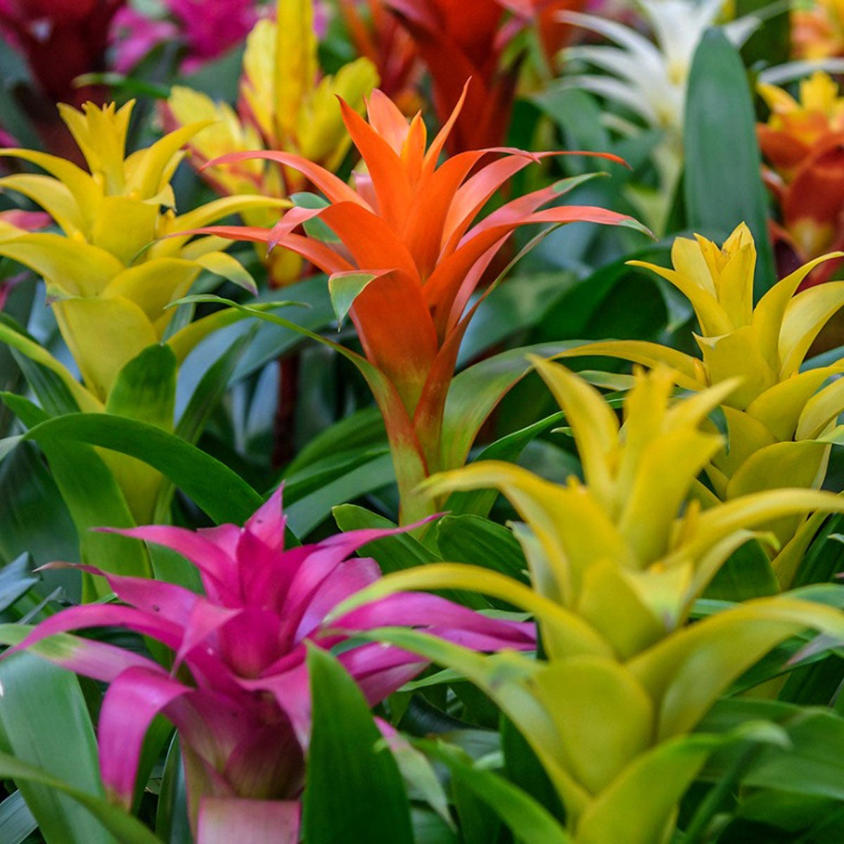 Mixed Bromeliad Flower seeds for Planting - Seasonal Bloomer, Heirloom & GMO Free Seeds for Home Garden
 
 Sale for planting in home garden
