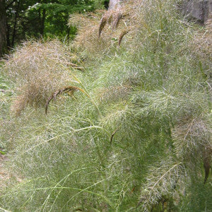 Organic Bronze Fennel (Foeniculum vulgare Purpureum) Herb with Bronze Foliage & Yellow Flowers Seeds
