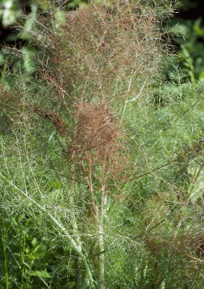 Organic Bronze Fennel (Foeniculum vulgare Purpureum) Herb with Bronze Foliage & Yellow Flowers Seeds