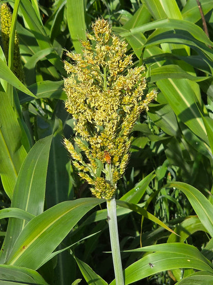 Broom Corn Plant Seeds