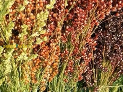 Broom Sorghum Planting Seeds | Ideal For Growing & Harvesting heirloom non-gmo organic garden seeds