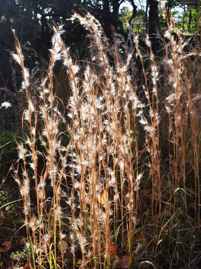 野生植栽用ホウキギの種、在来草