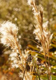 Broomsedge Seeds For Wild Planting , Native Grass heirloom non-gmo organic garden seeds
