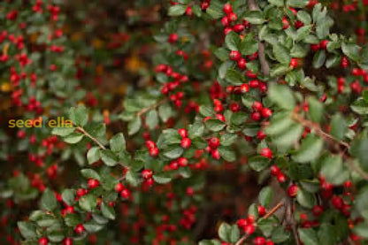 Brown Cotoneaster Seeds for Planting