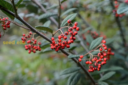 Brown Cotoneaster Seeds For Planting heirloom non-gmo organic garden seeds