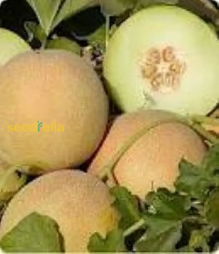 Brown Dew Melon Seeds For Planting heirloom non-gmo organic garden seeds