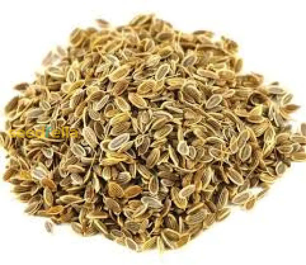 Brown Dill Seeds For Planting Premium Dill Grain Plant Seeds heirloom non-gmo organic garden seeds