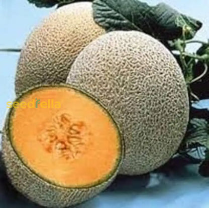 Brown Muskmelon Seeds For Planting heirloom non-gmo organic garden seeds