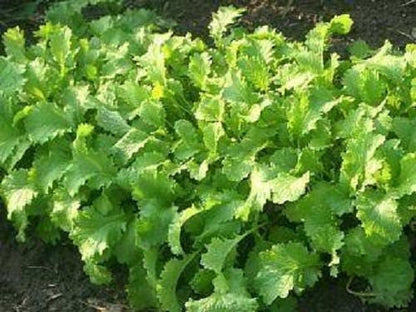 Brown Mustard Brassica Juncea Vegetable Herb Seeds heirloom non-gmo organic garden seeds