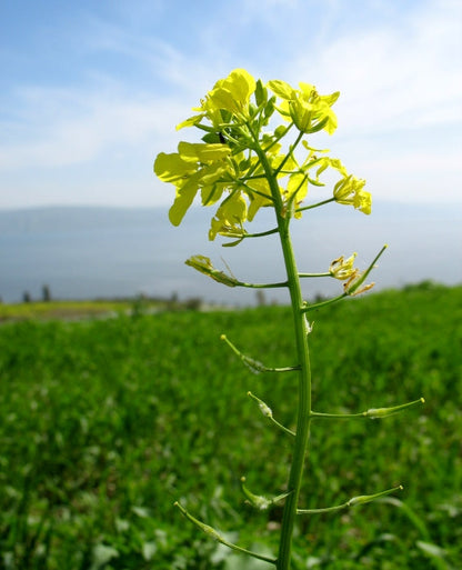 Brown Mustard (Brassica juncea) Vegetable Herb Seeds