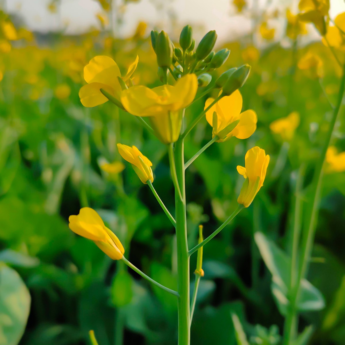 Brown Mustard (Brassica juncea) Vegetable Herb Seeds