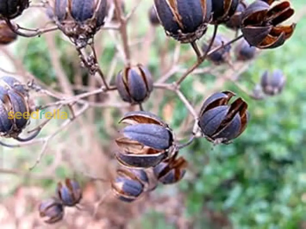Brown Myrtle Tree Seeds For Planting heirloom non-gmo organic garden seeds