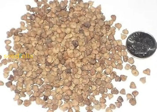 Brown Nirgundi Seeds Planting Guide heirloom non-gmo organic garden seeds