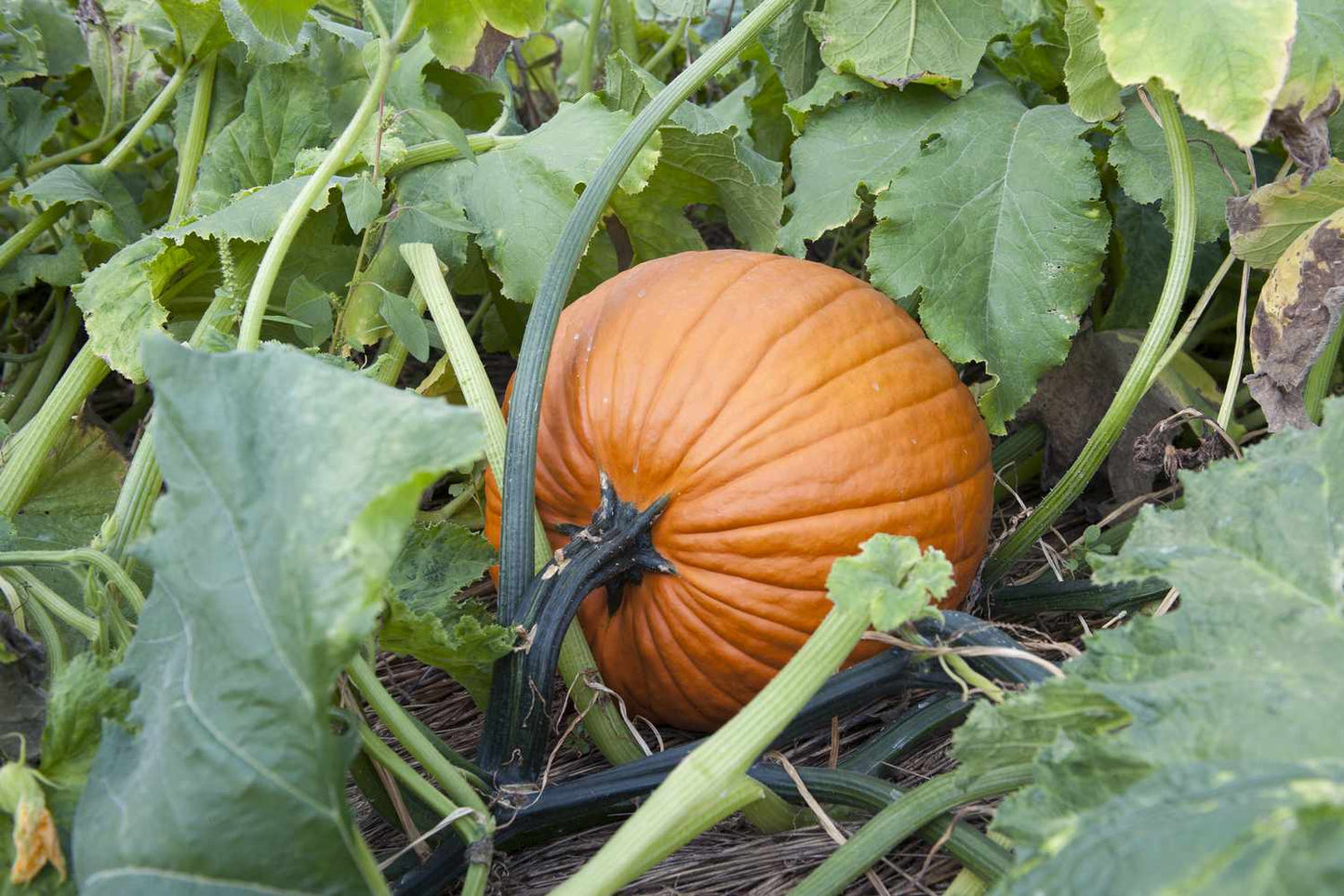 Brown Pumpkin Seeds for Planting - Grow Your Own Harvest
