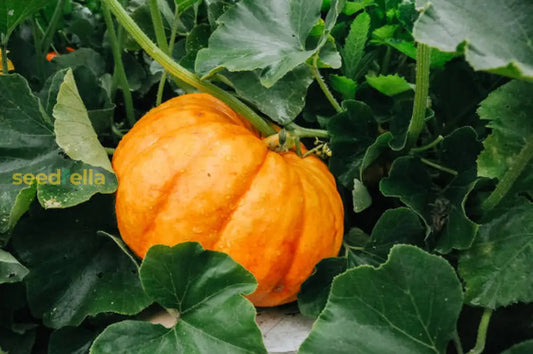 Brown Pumpkin Seeds For Planting Grow Your Own Harvest heirloom non-gmo organic garden seeds