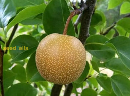 Brown Pyrus Pyrifolia Seeds For Planting heirloom non-gmo organic garden seeds