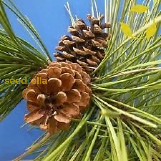 Brown Resinosa Tree Seeds For Planting heirloom non-gmo organic garden seeds