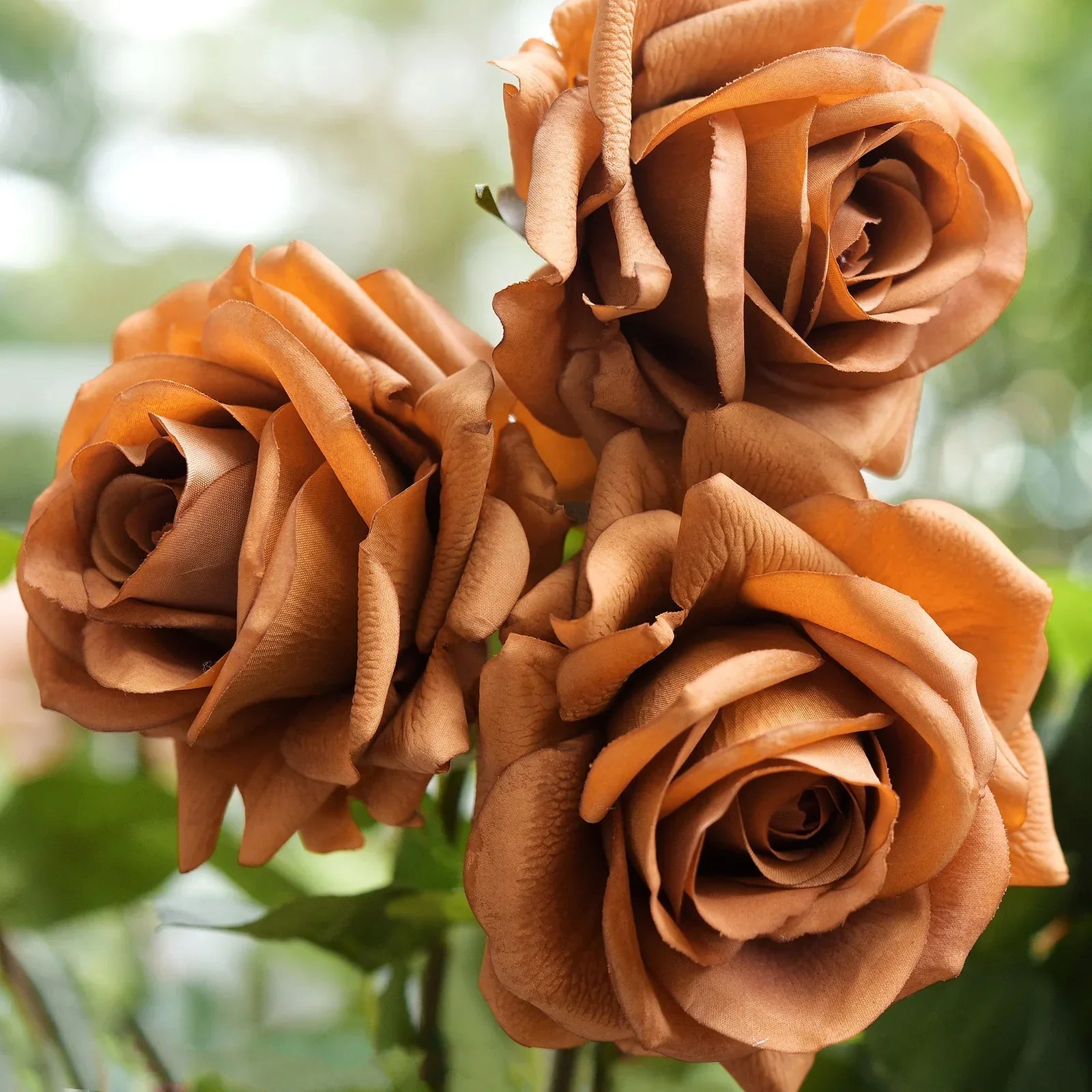 unique rose seeds Rose Seeds – Unique Brown Variety for Elegant Garden Blooms – Pure Asia Seeds