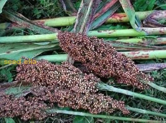 Brown Sorghum Seeds For Planting heirloom non-gmo organic garden seeds