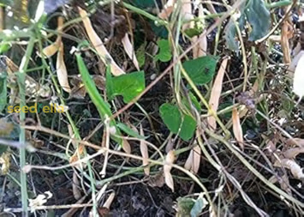 Brown Tepary Bean Planting Seeds For Vegetables heirloom non-gmo organic garden seeds