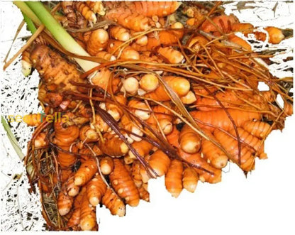 Brown Turmeric Seeds For Planting heirloom non-gmo organic garden seeds